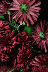 Vertical shoot. Autumn. Social media Background. Wallpaper. Flowers. Dark red chrysanthemums,...