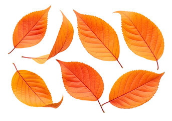 Obraz premium Vibrant autumn leaves, various shapes and shades of orange, arranged artfully against a stark black background.