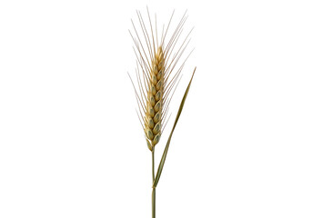 Fototapeta premium A detailed close-up of a single wheat ear against a pure black background.