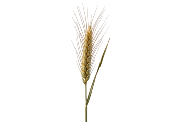 A detailed close-up of a single wheat ear against a pure black background.