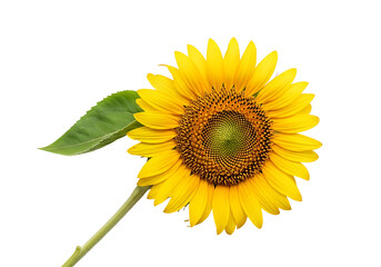 Obraz premium A vibrant sunflower, with bright yellow petals and a dark center, is beautifully displayed against a striking black background.
