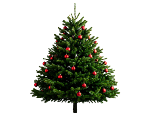 Modern Evergreen Christmas Tree with Red Spheres, isolated on a transparent background.