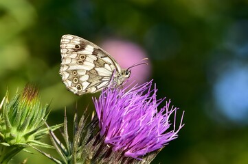 wildlife images. photos of various butterflies.