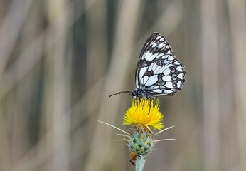 wildlife images. photos of various butterflies.