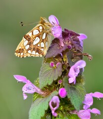 photos of butterflies feeding on flowers