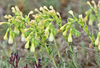 photos of wild plants and flowers.