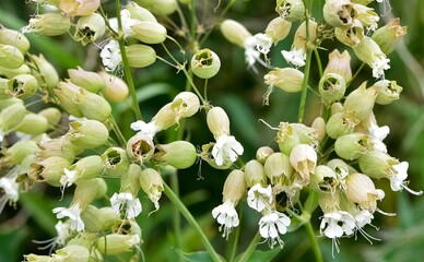 photos of wild plants and flowers