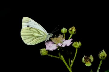 wildlife photos. photos of butterflies in natural areas.