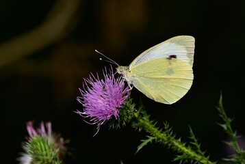 wildlife photos. photos of butterflies in natural areas.