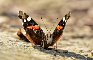 wildlife images. photos of various butterflies.