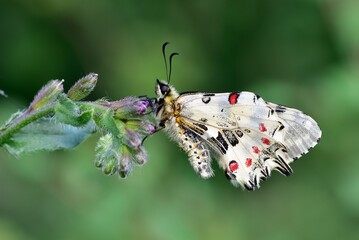 images of wildlife and insects. butterfly photos.