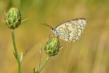 wildlife photos. photos of butterflies in natural areas.