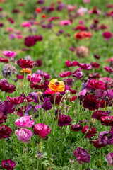Red Ranunculus Flower in Focus
