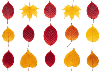 Obraz premium Vibrant autumn leaves in shades of red and gold, arranged in a symmetrical pattern against a dark backdrop.