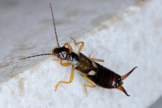 Common European earwig, Forficula auricularia on the facade stone.