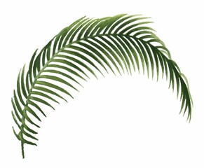 fern leaf isolated on white