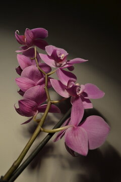 pink orchid flower