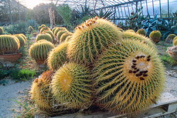 golden barrel cactus, golden ball or mother-in-law's cushion, Echinocactus grusoni,