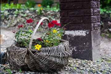 large brown basket, rattan product, with soil, plants grow, yellow Bidens bloom, Sunny flowers, red...