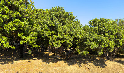 Mastic gum tree at Chios island, Greece. Pistachia lentiscus shrub cultivated for mastiha tears