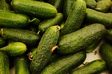 Fresh green cucumbers displayed at the market. Organic vegetables with natural textures, ideal for pickling, salads, and healthy diet concepts