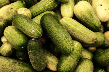 Fresh green cucumbers displayed at the market. Organic vegetables with natural textures, ideal for pickling, salads, and healthy diet concepts