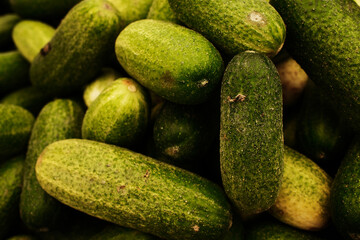 Fresh green cucumbers displayed at the market. Organic vegetables with natural textures, ideal for pickling, salads, and healthy diet concepts