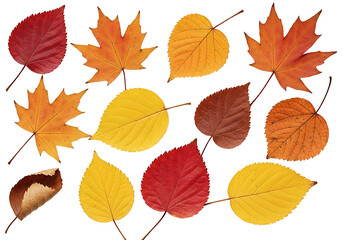 Vibrant autumn leaves in various shades of red, orange, and yellow, arranged artistically against a dark background.