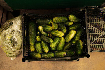 Plastic crate filled with fresh cucumbers at the marketplace. Organic harvest ready for sale. Healthy raw food for cooking, pickling, or salads