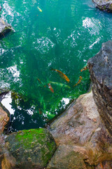 Colorful fancy carp fish (koi fish) in a garden pond in Japan,nishikigoi or orange carp.