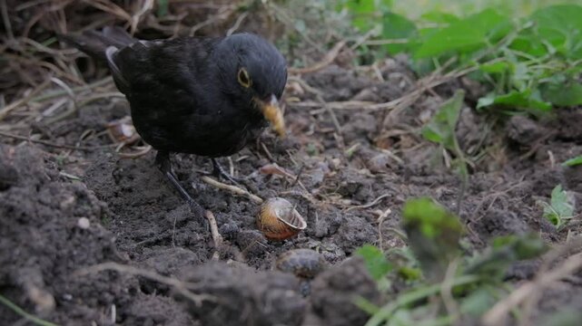 The common male blackbird eating snails in UK garden. 