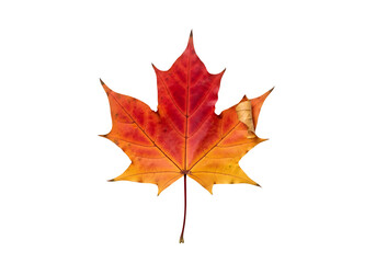 Obraz premium Vibrant autumnal maple leaf displays a gradient of fiery red and golden hues against a striking black backdrop.