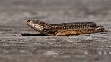 Common lizard (Zootoca vivipara) resting on wooden surface