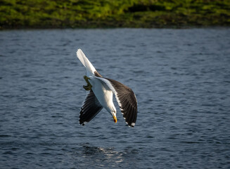 gaviota en picada por entrar al agua en el mar , laridos , 