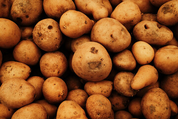 Fresh raw potatoes with natural skin piled at the market. Organic root vegetable for cooking, frying, and traditional meals