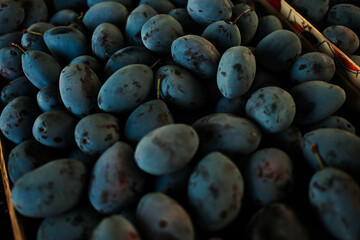 Fresh ripe blue plums in a wooden crate at the market. Organic fruit harvested for eating fresh or making jam