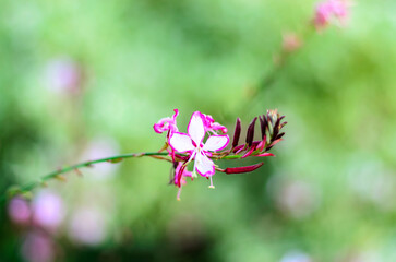 Delicate pink flower blooming on a branch