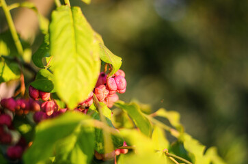 Cluster of pink spindle tree fruits hanging on a branch among green leaves