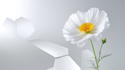 Closeup of a white california poppy flower with yellow center on white