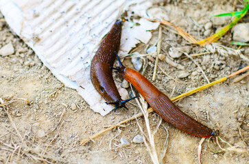 Close-up of a single orange slug moving across wet soil