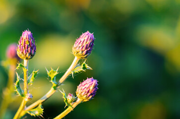 Three pink buds covered with sharp thorns against green leafy background