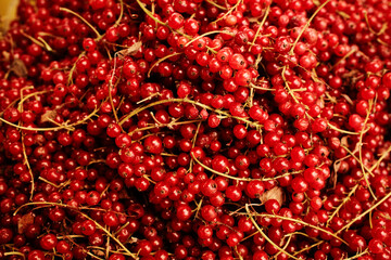 Fresh ripe red currants on branches at the market. Organic seasonal berries full of vitamins, used in desserts, jams, and juices