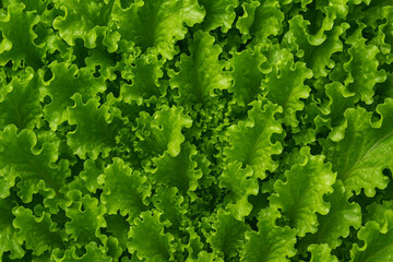 Fresh green lettuce macro texture — crisp leafy greens background, seamless tileable pattern for food packaging, restaurant menus, healthy eating ads, vegan branding, natural organic backdrop.