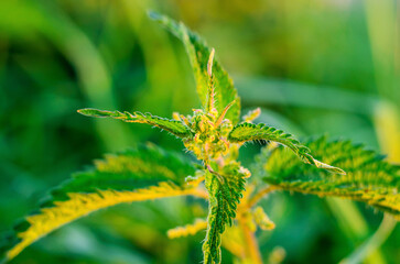 Close up of blooming nettle with pointed green leaves