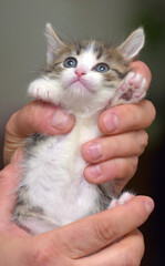 a small kitten with white and gray fur, which is carefully held in hands.  