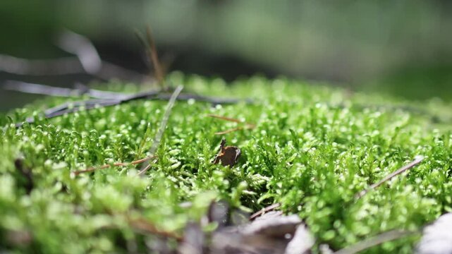 Close up of vibrant green moss in a pine forest.