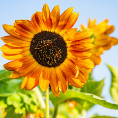 Bright and yellow Sunflowers with blue sky bacground