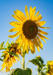 Bright and yellow Sunflowers with blue sky bacground