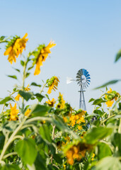 Bright and yellow Sunflowers with blue sky bacground