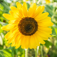 Bright and yellow Sunflowers with blue sky bacground